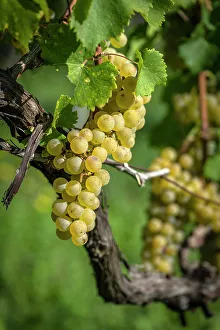 Grape Prints: europe, Italy, Friuli Venezia Giulia. a ripe grape in the Collio area