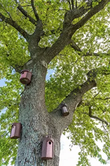 Friuli Prints: europe, Italy, Friuli Venezia Giulia. An old oak tree with bird houses