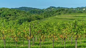 Grape Prints: europe, Italy, Friuli Venezia Giulia