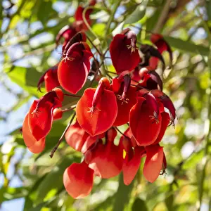 europe, Italy, Latium. Rome, the flowers of the rare cockspur coral tree in the Vatican
