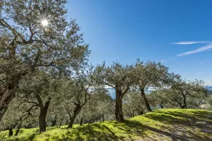Europe, Italy, Levanto. Olive groves with sea view