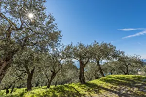 Olive Grove Prints: Europe, Italy, Levanto. Olive groves with sea view