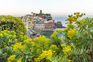 europe, Italy, Liguria. Cinque Terre, the village of Vernazza with Euphorbia in