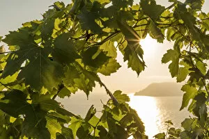 europe, italy, Liguria, Cinque Terre. Sunset in the vineyards of Manarola