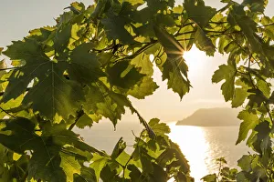 europe, italy, Liguria, Cinque Terre. Sunset in the vineyards of Manarola europe, italy, Liguria, Cinque Terre. Sunset in the vineyards of Manarola