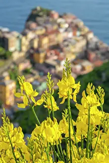 Riomaggiore Prints: europe, Italy, Liguria. Cinque Terre. View of Manarola in springtime with flowering broom