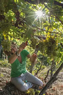 Cinque Terre Prints: Europe, italy, Liguria. Grape harvest at Cinque Terre