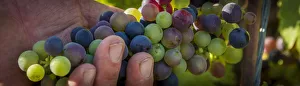 Hand Prints: Europe, Italy, Liguria. Grapes in the Lunigiana