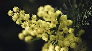 Images Dated 3rd February 2023: Europe, Italy, Liguria. A Macro Picture of a mimosa, a typical ornamental plant of the Ligurian