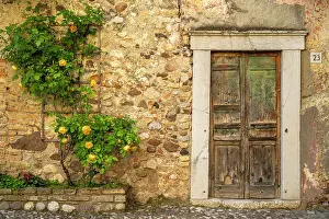 Rose Prints: Europe, Italy, Lombardy. Beautiful old door with a rose plant