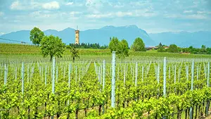 Garda Lake Prints: Europe, Italy, Lombardy. The Tower of San Martino della Battaglia near to Pozzolengo in the Lugana wine area