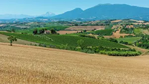 Gran Sasso Prints: europe, Italy, The Marches. The landscape with vineyards and mountain views near to Offida