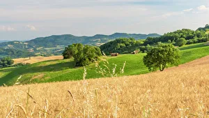 Corn Prints: europe, Italy, The Marches. Montefeltro landscape