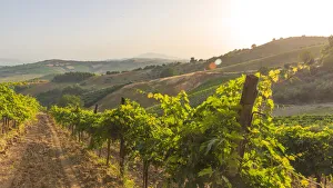 europe, Italy, the Marches. Offida, view from the wine cellar Cocci Grifoni