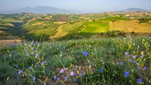 Marche Prints: europe, Italy, the Marches. Offida, the view over the hills of the rural area in