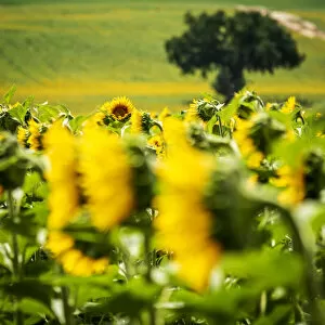 europe, Italy, the Marches. A sunflower field near to the Abbadia di Fiastra