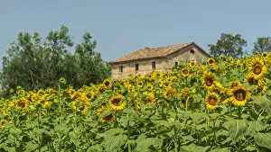 Images Dated 11th August 2021: europe, Italy, the Marches. Sunflower field near to the village of Ostra
