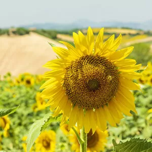 Images Dated 11th August 2021: europe, Italy, the Marches. Sunflower field near to the village of Ostra