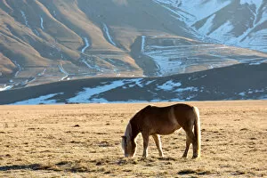 Images Dated 24th February 2016: Europe, Italy, Perugia district, Castelluccio of Norcia. Horse grazing
