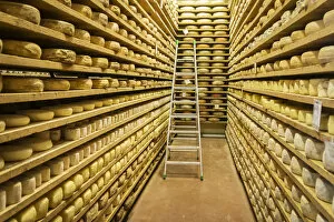 Images Dated 3rd October 2016: Europe, Italy, Piedmont. In a cheese diary in Castelmagno