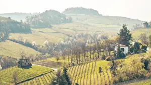 Piedmont Prints: Europe, Italy, Piedmont. The rolling hills near to the famous wine town Barolo with its vineyards in springtime