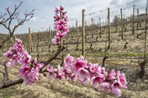 Europe, Italy, Piedmont. Springtime in the Langhe