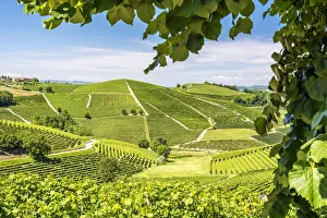 Barbaresco Prints: Europe, Italy, Piedmont. View over the Barolo vineyards