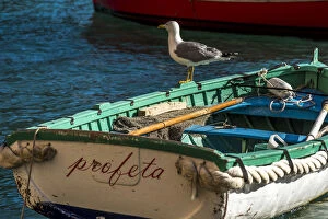 Europe, Italy, Portofino. A seagull relaxing on a traditional fishing boat