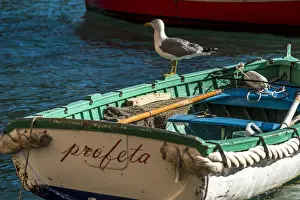 Seagull Prints: Europe, Italy, Portofino. A seagull relaxing on a traditional fishing boat