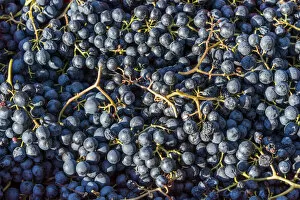 Fruit Gallery: Europe, Italy. Red grapes