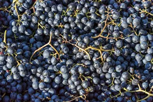 Images Dated 9th November 2016: Europe, Italy. Red grapes