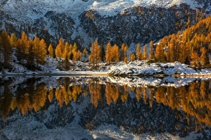 Adamello Brenta Gallery: Europe, Italy, refclections in Adamello - Brenta Park, Trentino Alto Adige