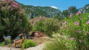 Goat Gallery: Europe, Italy, Sardinia. The footpath near to Cala Luna towards the mountains