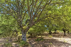 Oaks Prints: Europe, Italy, Sardinia. A forest of oak trees near to Orgosolo