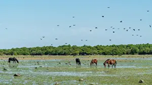 Europe, Italy, Sardinia. The Giara di Gesturi and its wild horses