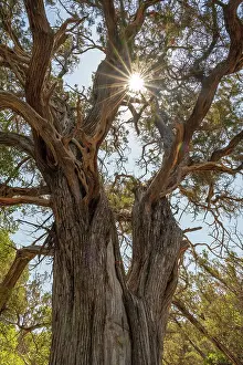 Branches Prints: Europe, Italy, Sardinia. A Juniper Tree on the footpath to Cala Luna