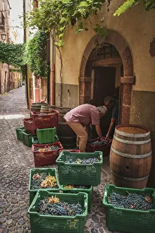 Harvest Gallery: Europe, Italy, Sardinia. Men busy taking the harvested grapes into the cellar in Bosa