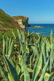 Agave Prints: Europe, Italy, Sardinia. Near to Santa Caterina di Pittinuri