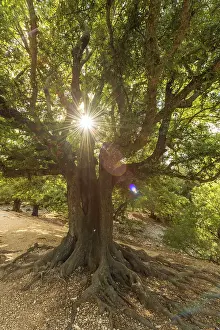 Back Light Prints: Europe, Italy, Sardinia. An old oak tree in the afternoon light
