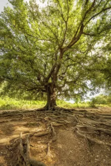 Images Dated 10th November 2022: Europe, Italy, Sardinia. An old oak tree with exposed roots