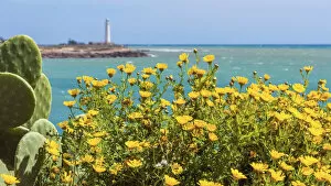 Images Dated 20th June 2022: europe, Italy, Sicily. Flowers and the lighthouse in the background on the coast of Torretta