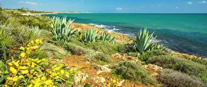 Agave Prints: Europe, Italy, Sicily, on a hiking path between Sampieri and Cava d'Aliga on the sea