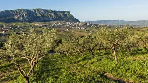 Images Dated 20th June 2022: europe, Italy, Sicily. The landscape of Monte Jato, surrounded by olive groves