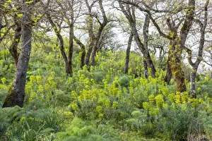 Euphorbia Prints: Europe, Italy, Sicily. In the nature reserve Bosco della Ficuzza