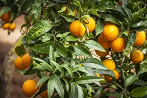 Europe, Italy, Sicily. An orange fruit tree in the garden of Kolymbetra in the Valley