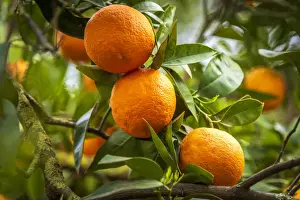 Europe, Italy, Sicily. An orange fruit tree in the garden of Kolymbetra in the Valley