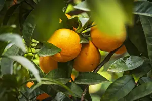 Europe, Italy, Sicily. An orange fruit tree in the garden of Kolymbetra in the Valley