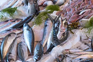 Stand Prints: europe, Italy, Sicily. Palermo, fish stand at the market mercato del capo