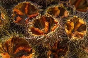 Images Dated 20th June 2022: europe, Italy, Sicily. Palermo, fish stand at the market mercato del capo with sea urchin
