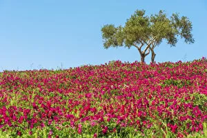 Europe, Italy, Sicily. A rural landscape in spring time full with flowers